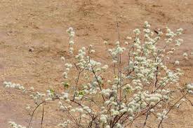 Image result for Combretum mossambicense