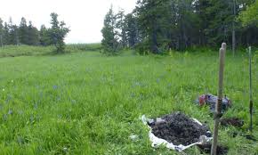 Image result for Galium scabrellum