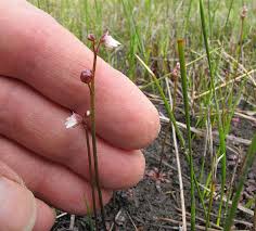 Image result for Lentibulariaceae