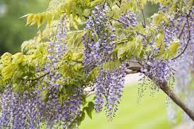 Chinese Wisteria Chinese Wisteria Wisteria Plants