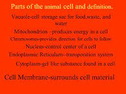 Organelles consist of mitochondria, rough endoplasmic reticulum, ribosomes, golgi apparatus, etc. Cells Make Up Plants Cells Make Up All Living Things Ppt Download