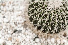 Have you ever wanted to make you own mix? Best Succulent Soil What Your Succulent Needs The Succulent Eclectic