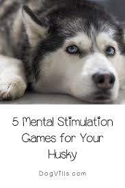 Mental Games Huskies In 2020 Husky Puppy Training Dog Behavior Training Husky