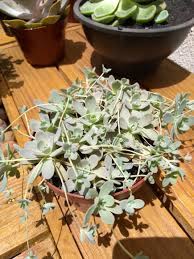 We would like to show you a description here but the site won't allow us. Orostachys Boehmeri Rosinha De Pedra Suculentas Suculentas Penduradas Rosas De Pedra