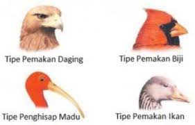 70 gambar burung dari berbagai negara, termasuk indonesia. Pengertian Adaptasi Morfologi Makhluk Hidup Contoh Dan Gambarnya