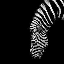 Zebra God Gave The Zebra A Fascinating Paint Job I Could Look At This Like Sunsets For Hours Animaux Noir Et Blanc Photo Noir Et Blanc Animaux Noirs