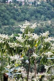 Image result for Hermannia floribunda