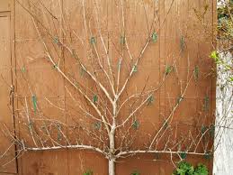 Dave wilson nursery forums, new dave wilson nursery website, the commercial grower, we grow orchard stock for age: Espalier Dave Wilson Nursery Espalier Fruit Trees Fruit Trees Backyard