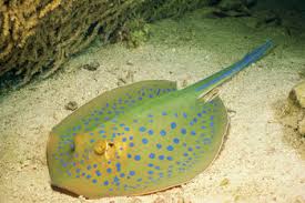 How often does the rite of descension, one of liyue's ceremonies occur? Stingray Facts