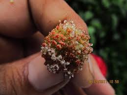 Image result for Lecanthus peduncularis