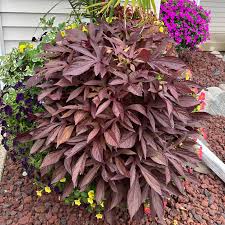 Image result for Ipomoea hackeliana