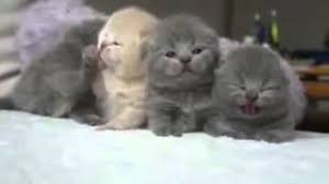 Dalam tweet dari akun twitter @paapais ini, ada kucing kecil yang tidak mau bangun setelah dibangunkan oleh tuannya. Anak Kucing Comel Baru Bangun Tidur Youtube