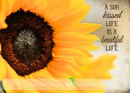 Sunflower Cy365 Texture Tuesday Sunflower Quotes Flower Quotes Sunflower Pictures