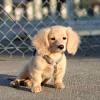 Cream dachshund puppies and dogs from a breeder near you by dogsnow.com, part of the equinenow.com, llc group of websites. 1