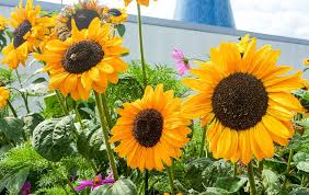 Horoscop zilnic 1 mai 2021. International Sunflower Guerrilla Gardening Day 1 Mai 2021