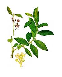 Image result for Catha edulis
