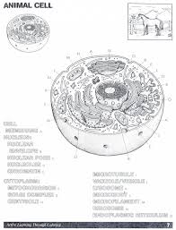 Animal cell coloring (grade 5). Label An Animal Cell Worksheet Template Library