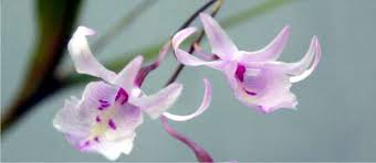 Image result for Polystachya cribbiana