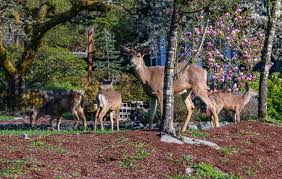 Maybe you would like to learn more about one of these? Rabbits And Deer Won T Eat These Flowers Shrubs Herbs And Trees Big Blog Of Gardening