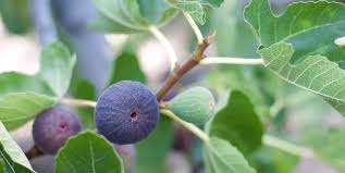 We did not find results for: How To Grow Figs Planting And Caring For Fig Trees
