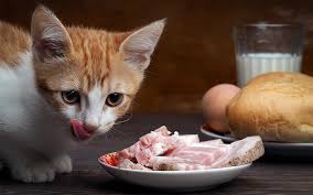 But if your cat is really obsessed and you can't resist their begging, you can offer them tiny pieces of unflavored bacon. Can Cats Eat Ham As Snacks Or Have Ham As Part Of Their Diet