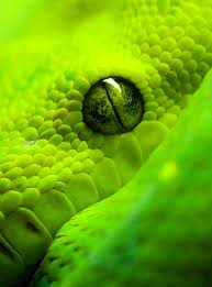Coluhr Animals Beautiful Snake Eyes Snake