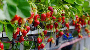 Raya ke 4 kami dah beraya di tanah tinggi yang penuh dengan ladang teh dan strawberry. 4 Percutian Dingin Nyaman Ala Oversea Di Tanah Tinggi Pahang Libur