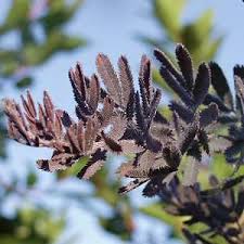 Image result for Acacia pentagona