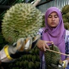 Text of kertas kerja tanaman pisang. Dukung Buah Lokal Yuk Berbisnis Kebun Durian