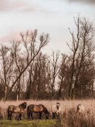 Covering about 56 square kilometres (22 sq mi), it is noted as an experiment of rewilding. Wandelen In De Oostvaardersplassen Handige Tips Map Of Joy