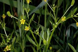 Image result for Ranunculus multifidus