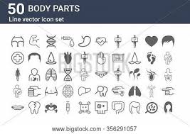 Browse 6,841,863 woman body parts stock photos and images available, or search for human body parts or woman legs to find more great stock photos and pictures. Set 50 Body Parts Vector Photo Free Trial Bigstock