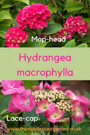 Do You Love Or Hate Hydrangeas The Facts Vs The Myths The Middle Sized Garden Gardening Blog