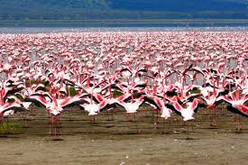 From wikimedia commons, the free media repository. Lake Nakuru Nationalpark Kenia Franks Travelbox