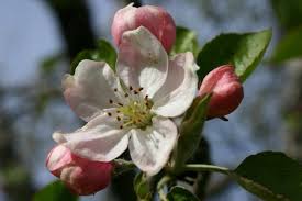 Pollination of fruit trees is required to produce seeds with surrounding fruit. From Flower To Fruit The Mysteries Of Apple Pollination Seattle S Favorite Garden Store Since 1924 Swansons Nursery
