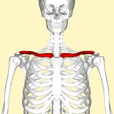 Clavicle Anterior View Clavicle Shoulder Posture Emotions
