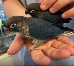 Breeds & Their Needs Conures