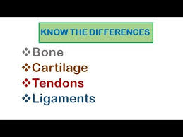 Meritnation's cbse class 9 module is designed to create a broad platform for learning objective subjects like maths and science, and strengthen students' knowledge in theory and language subjects as well. Skeletal System Bone Cartilage Tendons Ligaments Youtube