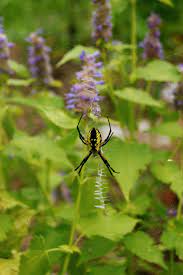 A great recipe for a homemade bug spray for vegetable plants is to use one tablespoon of dish soap, one cup of vegetable oil, one quart of water and. How To Keep Pests Out Of Your Garden Organically Without Pesticides Hgtv
