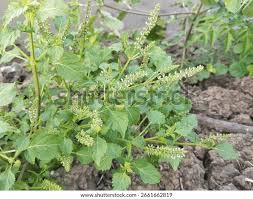 Image result for Basilicum polystachyon