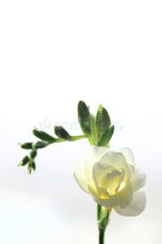 White Freesia Delicate White Freesia Blossom On White Background Sponsored Delicate Freesia White White Bac Freesia Petals Stock Photography Free