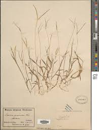 Image result for Digitaria monodactyla