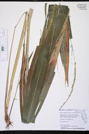 Image result for Setaria poiretiana