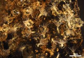 Image result for Blotiella crenata