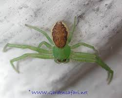 Here's a list of one of the most common uk spiders is the daddy long leg. Gardensafari Garden Spiders With Lots Of Pictures