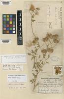 Image result for Pavonia clathrata