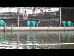 Kolam Pancing Gafina Jaya Makmur Youtube