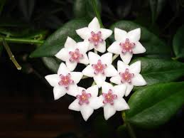 Flor de porcelana