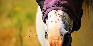 Posted by dr doc (dlcs) (u.s.a.) on 07/06/2009. Barn Fly Control Strategies And Tips Equiniction