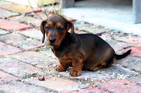 Larger versions of the breed were used to chase deer or fox. Miniature Dachshund Puppies For Sale Pet Adoption And Sales